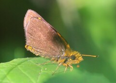 Metisella metis