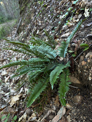 Polystichum imbricans curtum