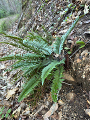Polystichum imbricans curtum