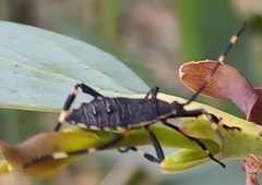 Gelonus tasmanicus