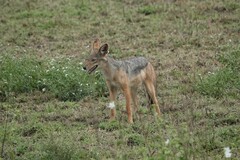 Lupulella mesomelas schmidti