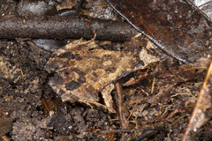 Physalaemus ephippifer