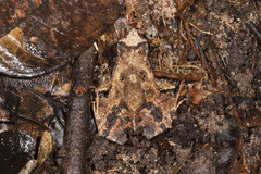 Physalaemus ephippifer