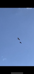 Buteo jamaicensis
