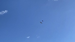 Buteo jamaicensis