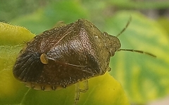 Dryadocoris apicalis