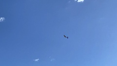Buteo jamaicensis