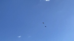 Buteo jamaicensis