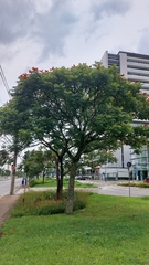 Spathodea campanulata