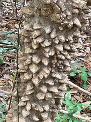Zanthoxylum clava-herculis