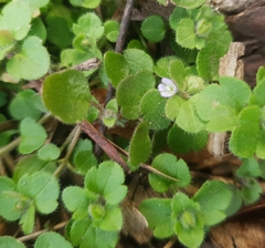 Veronica hederifolia-sublobata-triloba