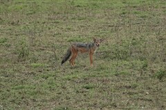 Lupulella mesomelas schmidti