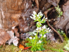Gentianella concinna