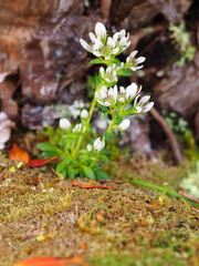 Gentianella concinna