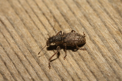 Curculionidae