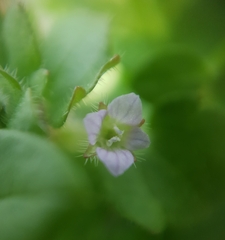 Veronica hederifolia-sublobata-triloba