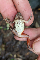 Physalaemus ephippifer