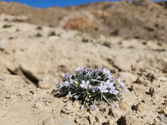 Langloisia setosissima
