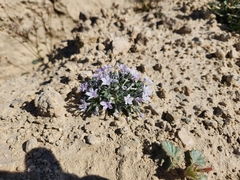 Langloisia setosissima