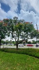 Spathodea campanulata