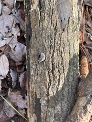 Auricularia fuscosuccinea
