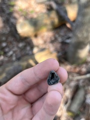 Auricularia fuscosuccinea