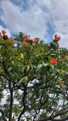 Spathodea campanulata