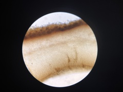 Auricularia fuscosuccinea