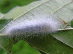 Apatelodes torrefacta