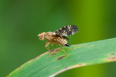 Oxyna flavipennis