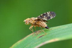 Oxyna flavipennis