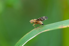Oxyna flavipennis