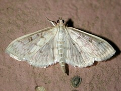 Herpetogramma aquilonalis