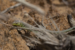 Cnemidophorus lemniscatus