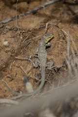 Cnemidophorus lemniscatus