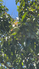Mangifera indica image