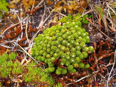 Phyllachne clavigera