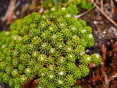Phyllachne clavigera