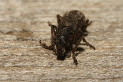 Curculionidae