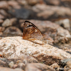 Cybdelis phaesyla
