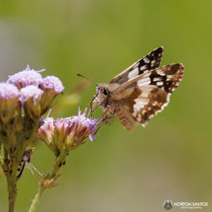 Heliopetes domicella