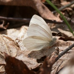 Pieris virginiensis