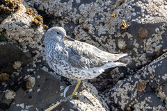 Calidris virgata