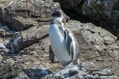 Spheniscus humboldti