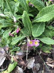 Primulaceae