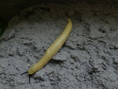 Vaginulus taunaisii