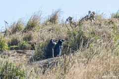 Spheniscus humboldti