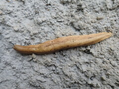 Vaginulus taunaisii