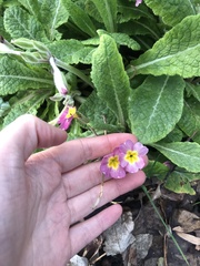 Primulaceae
