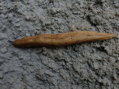 Vaginulus taunaisii